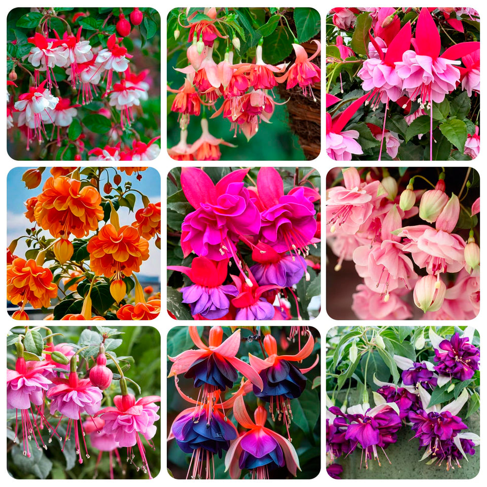 Carpet Creeping hanging fuchsia seeds pack enhances outdoor baskets with color.