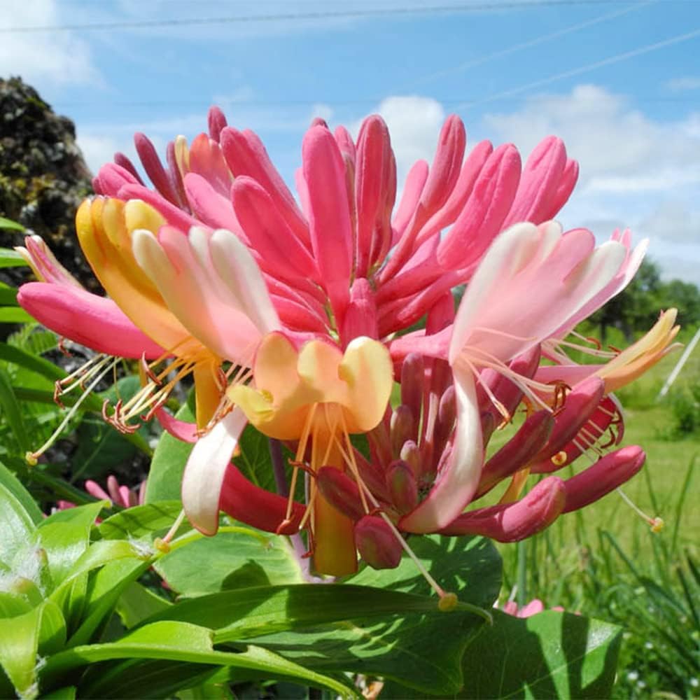 Carpet Creeping honeysuckle seeds ideal for container gardens and small patios