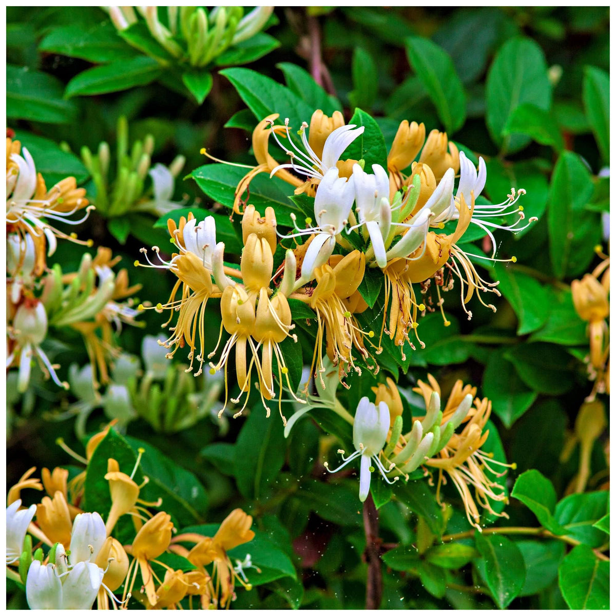 Carpet Creeping honeysuckle fragrance blooms enhancing outdoor spaces with scent