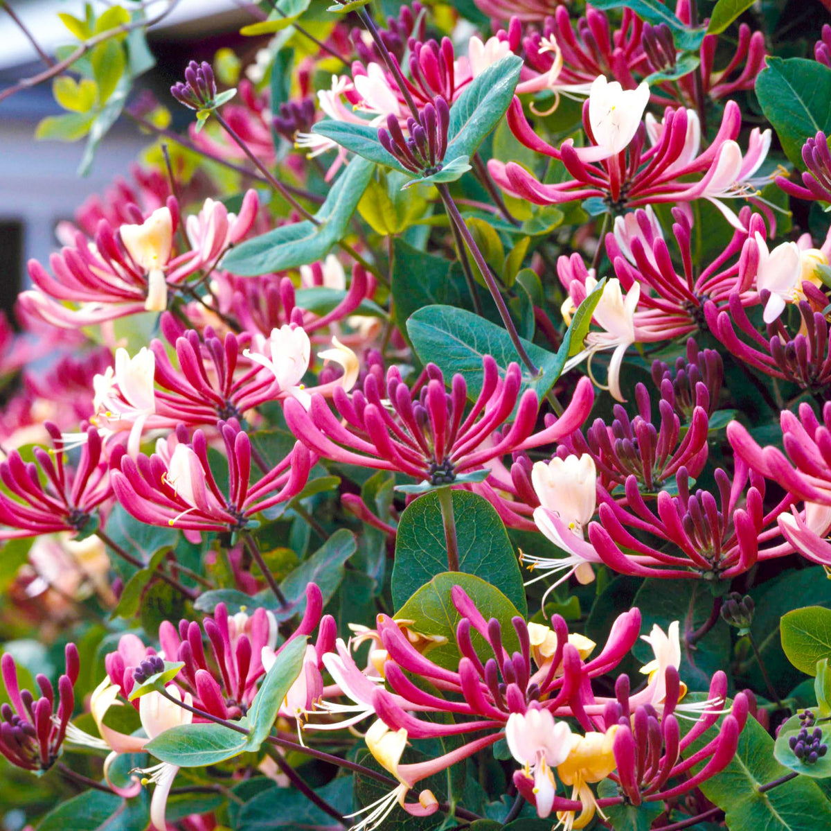 Carpet Creeping honeysuckle seeds ready for trellis planting along fence