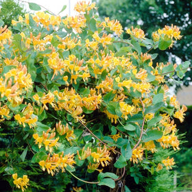 Carpet Creeping honeysuckle nectar-rich blooms attracting bees and hummingbirds