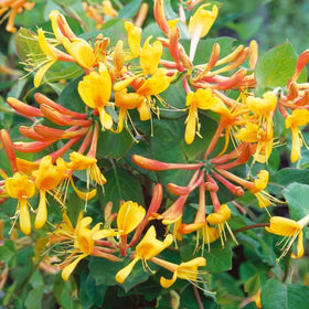 Carpet Creeping honeysuckle flowers promising pollinator-friendly blooms in yard