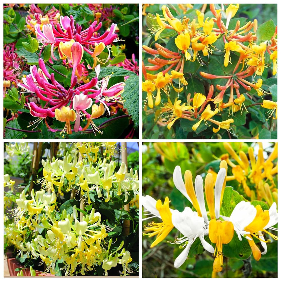 Carpet Creeping honeysuckle seeds mix collection in packet for vibrant garden color