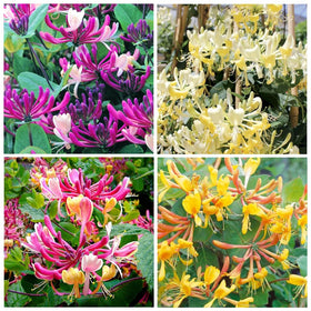 Carpet Creeping honeysuckle seed pack showing colorful varieties for long-season blooms