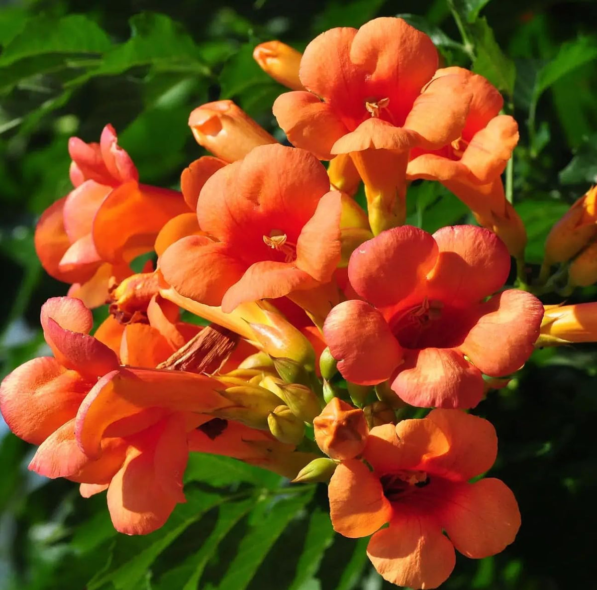 Carpet Creeping trumpet vine attracts hummingbirds, bringing lively garden visits.