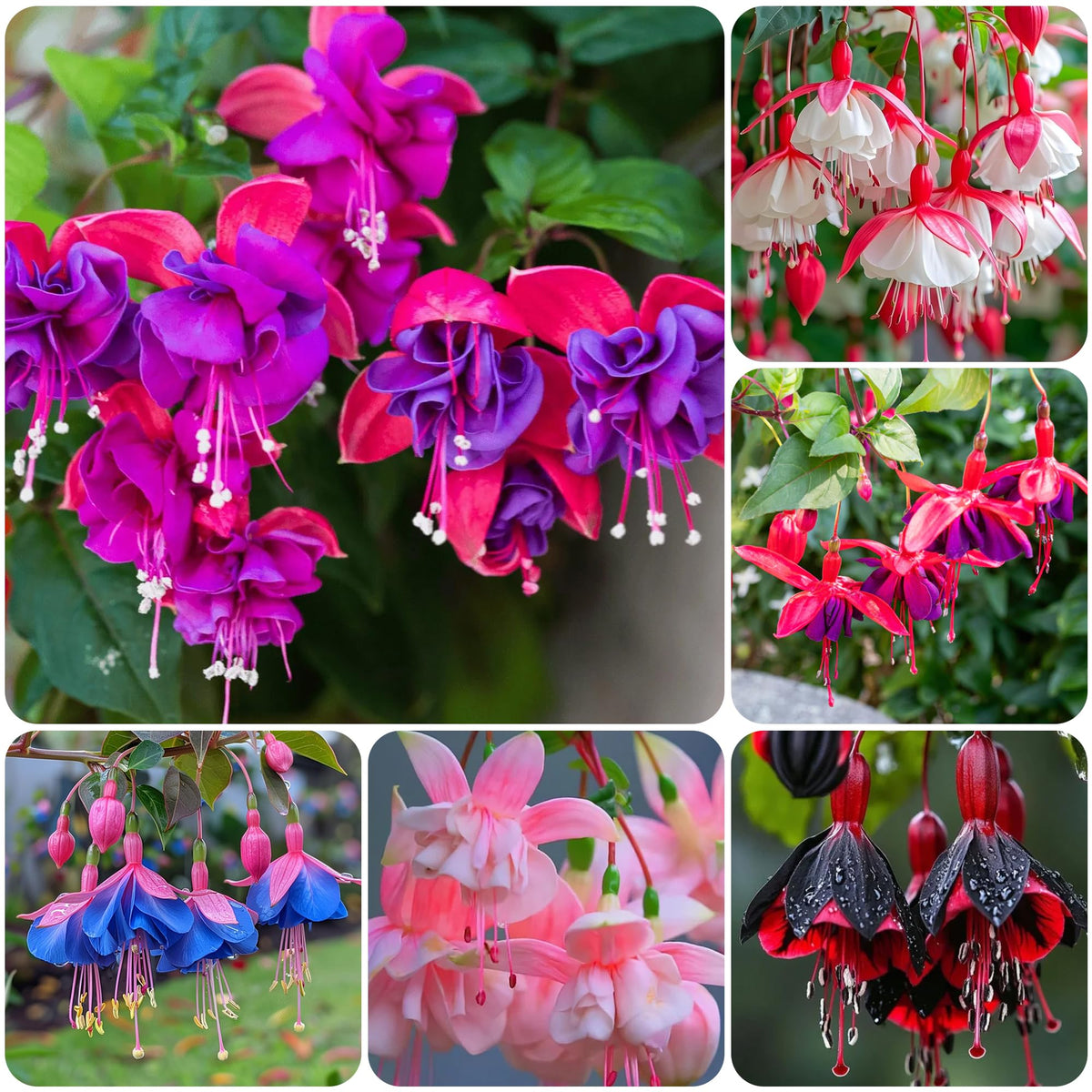 Carpet Creeping lantern bloom fuchsia showcases two-tone petals in baskets.