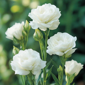 Carpet Creeping lisianthus seeds ideal for cutting gardens and bouquet-ready stems.