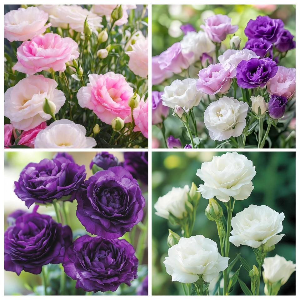 Carpet Creeping lisianthus seeds in mixed colors for vibrant borders and fresh bouquets.