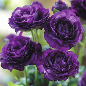 Carpet Creeping lisianthus seeds thrive in diverse soils for outdoor or container gardening.