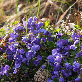 Carpet Creeping native ground-cover seeds ideal for shade under trees.