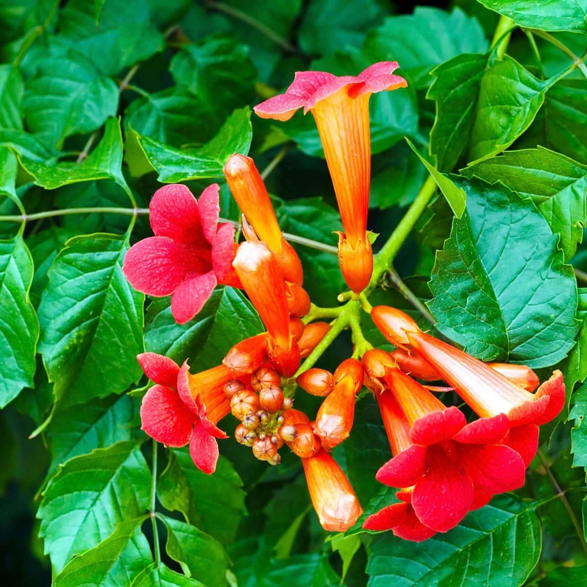 Carpet Creeping orange trumpet flowers bloom, adding vibrant color to beds.