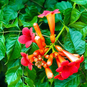 Carpet Creeping orange trumpet flowers bloom, adding vibrant color to beds.