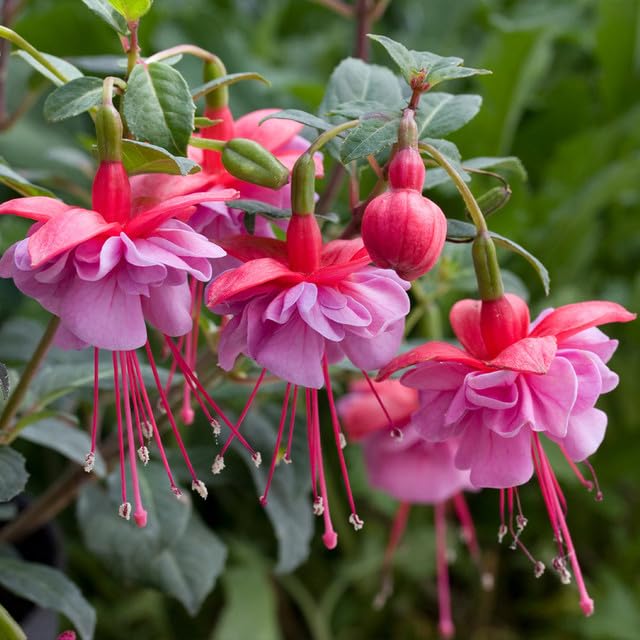Carpet Creeping fuchsia seeds thrive in bright indirect light, perfect for patios.