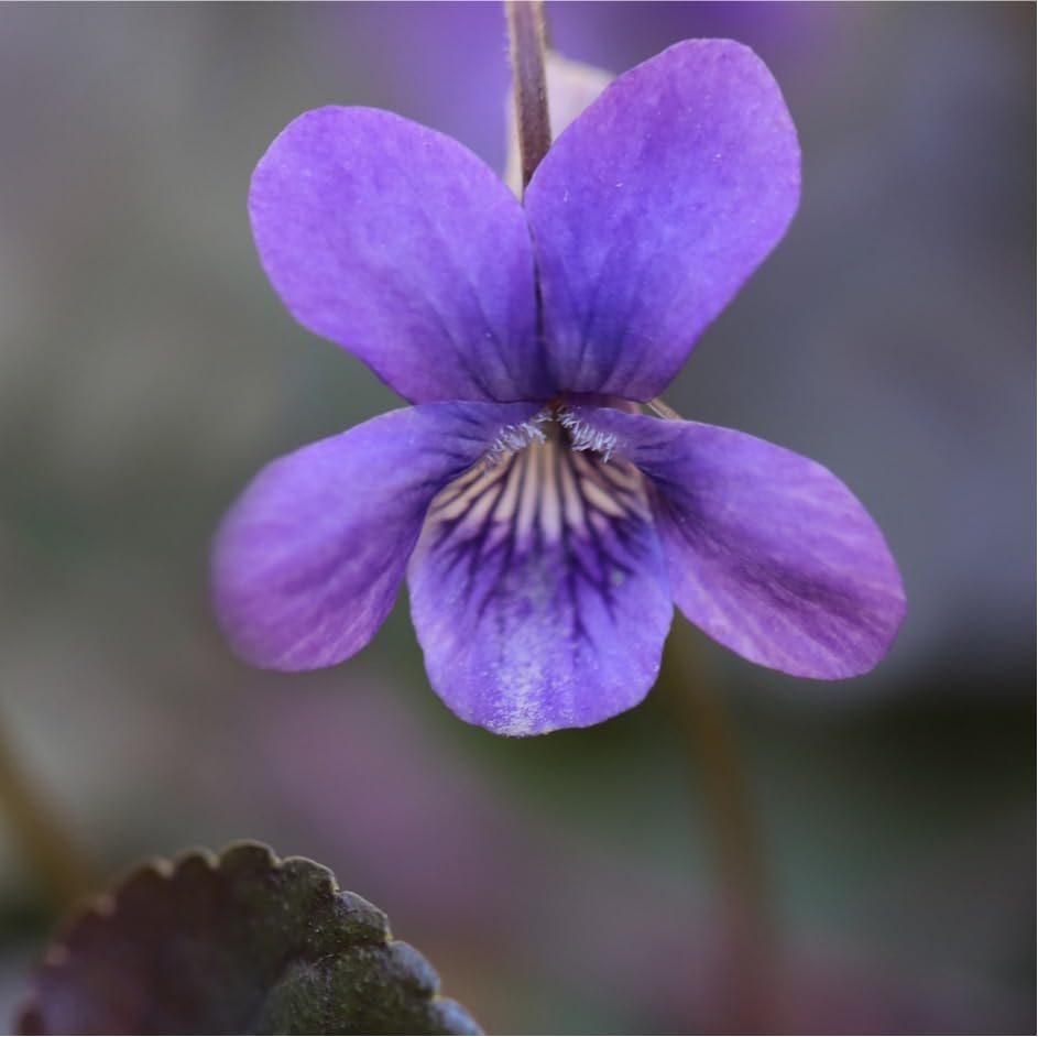 Carpet Creeping pollinator-friendly blooms attract bees and butterflies.
