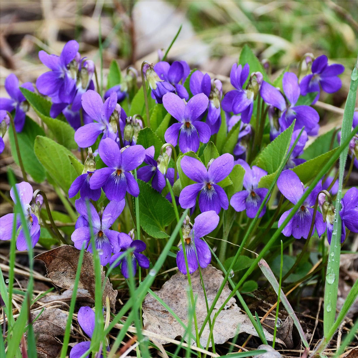 Carpet Creeping potted viola arrangement showing versatile container gardening.