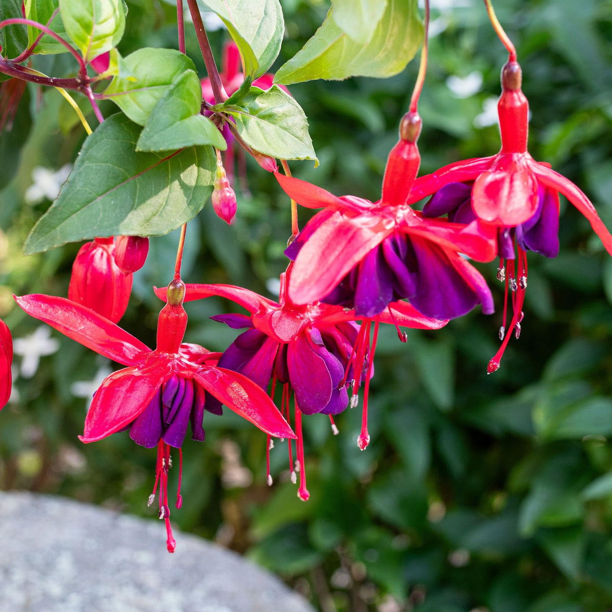 Carpet Creeping nectar-rich blooms attract pollinators to your garden.