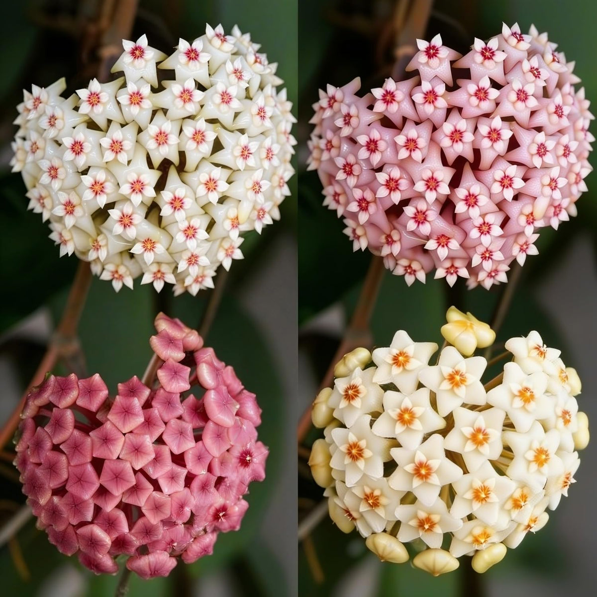 CarpetC star-shaped wax flower clusters with light fragrance.