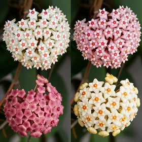CarpetC star-shaped wax flower clusters with light fragrance.