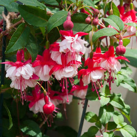 Carpet Creeping trailing seeds create dramatic hanging baskets and balconies.