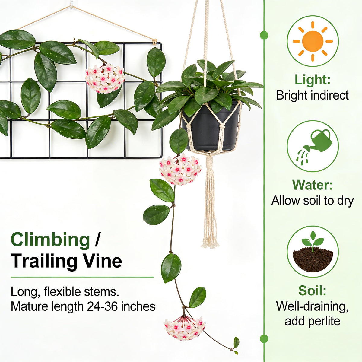 CarpetC trailing wax plant vine ideal for baskets and displays.