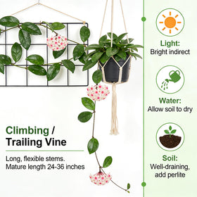 CarpetC trailing wax plant vine ideal for baskets and displays.