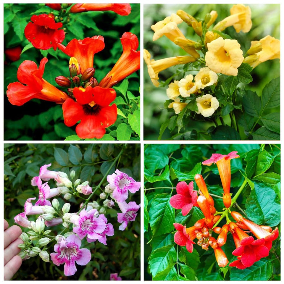 Carpet Creeping trumpet creeper seeds pack, ideal for starting a pollinator-friendly border.