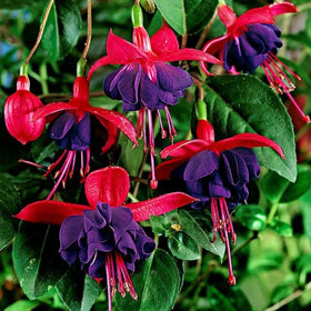 Carpet Creeping two-tone fuchsia flowers provide nectar for hummingbirds.