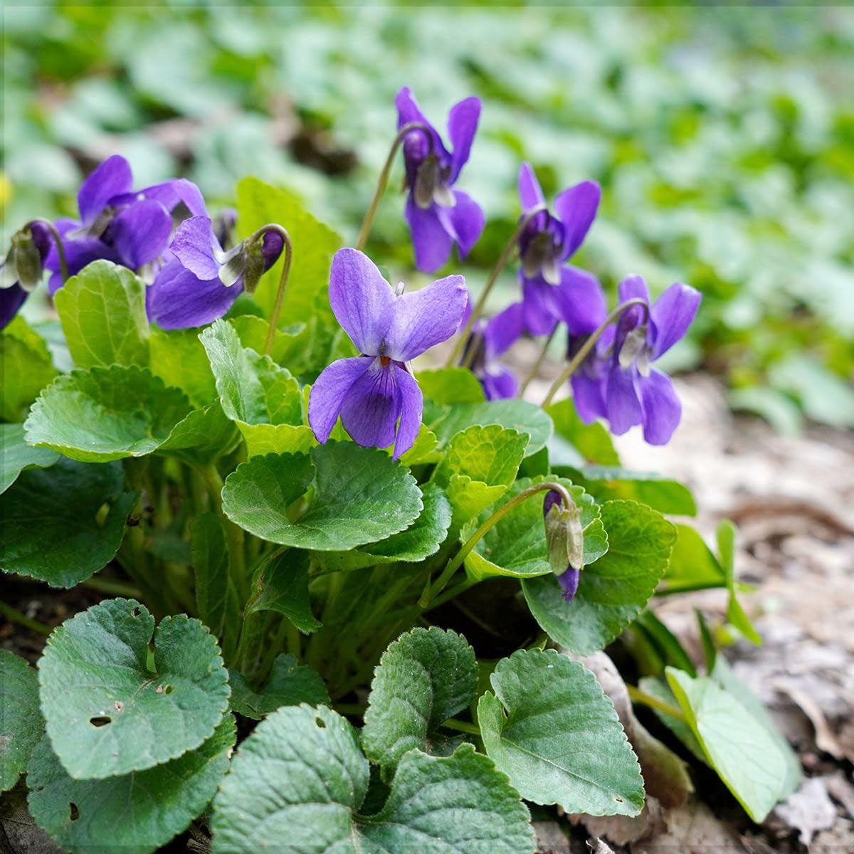 Carpet Creeping planted violet bed scene for charming garden borders.