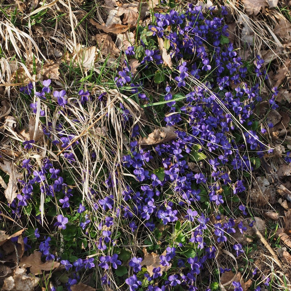 Carpet Creeping Viola sororia wildflowers shown for easy shade garden planting.