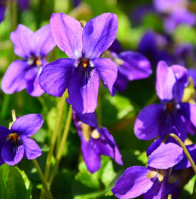 Carpet Creeping Violet flower close-up highlighting purple and white blossoms for fragrance.