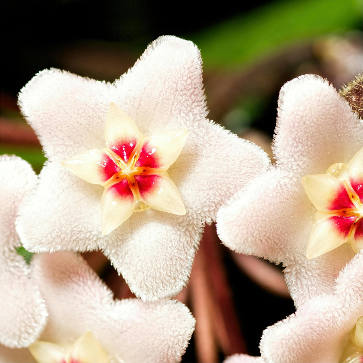 CarpetC watering on top inch dry promotes strong root development.