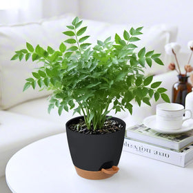 Carsapro self-watering tray system for a complete growing setup.