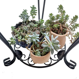 Casimr plant stand flower-pattern design complements home decor