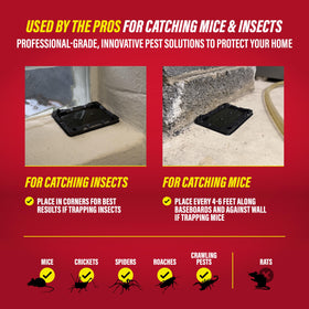 Catchmaster glue trap in a damp basement for year-round protection.