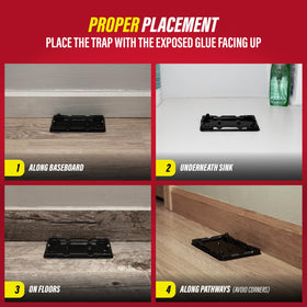 Catchmaster 6 glue trap after capture for easy disposal.
