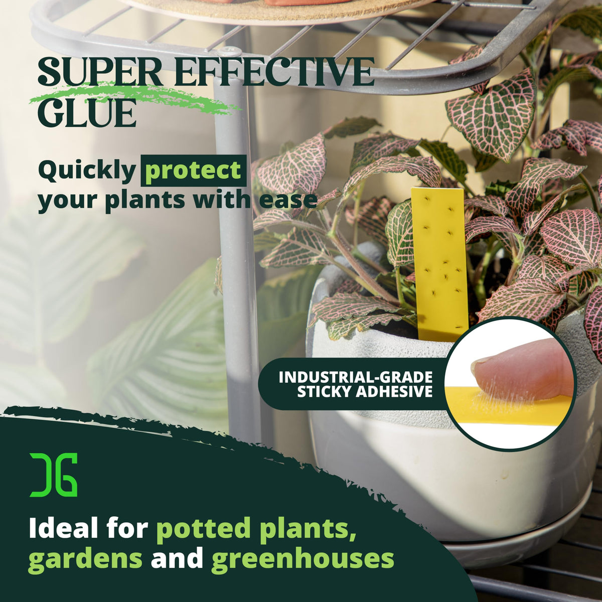 Catchmaster stick-on traps around live plants for indoor pest capture.
