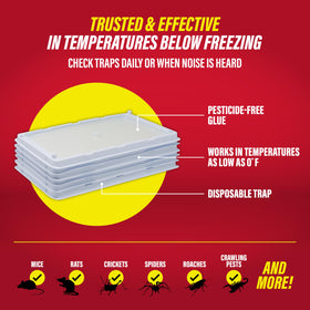 Catchmaster freeze-resistant glue traps set in a damp basement.