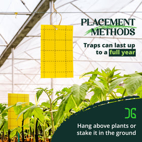Overview of Catchmaster GRO yellow traps ready for use.