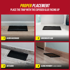 Catchmaster adhesive tray outdoors in an enclosed area for year-round protection.