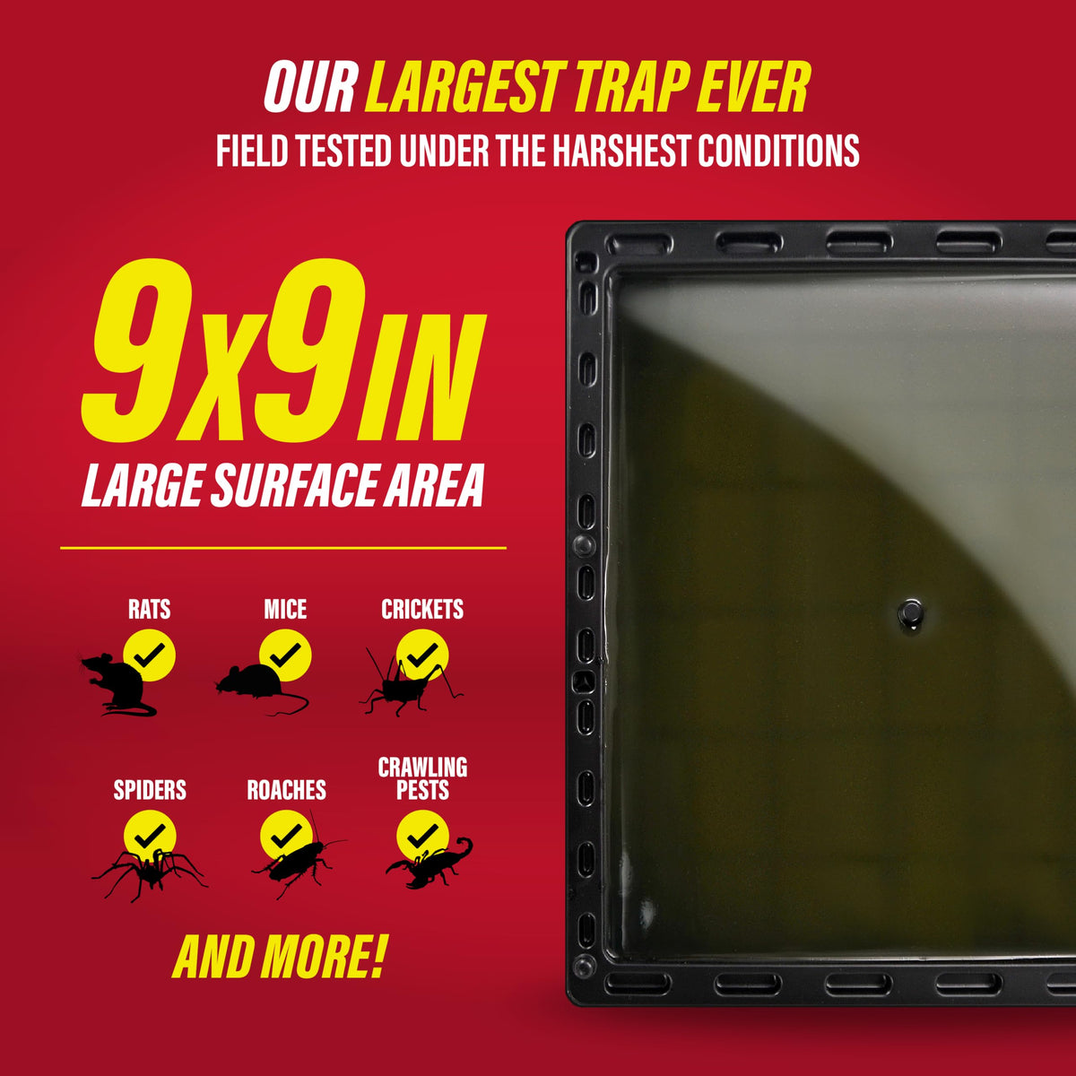 Catchmaster Jumbo Glue Traps in an enclosed outdoor area.