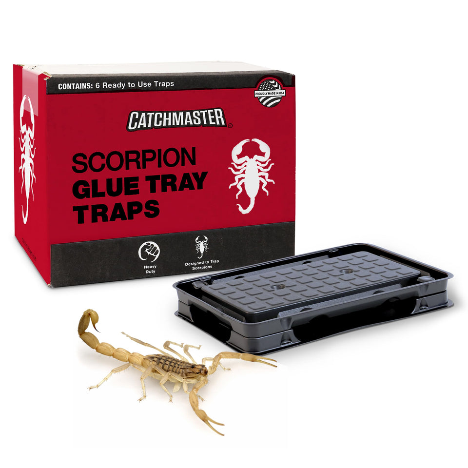 Catchmaster scorpion glue trap front view, ideal for wall placement to capture pests.