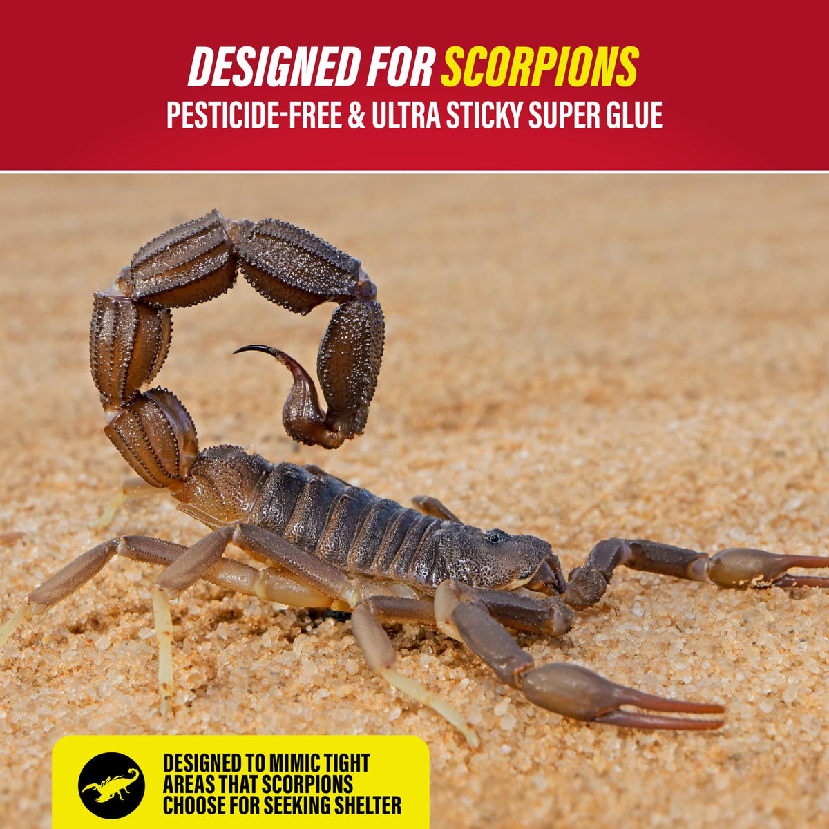 Catchmaster scorpion trap in garage setup, simple placement.