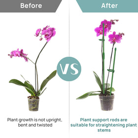 Catephe easy plant stake setup helps quick, stable support