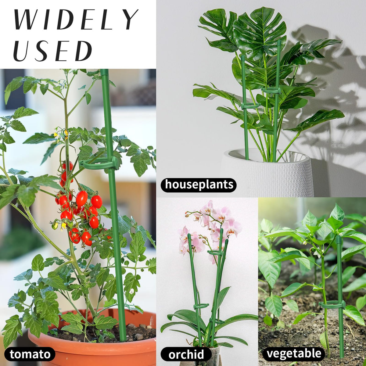 Catephe indoor greens support keeps herbs upright and neat
