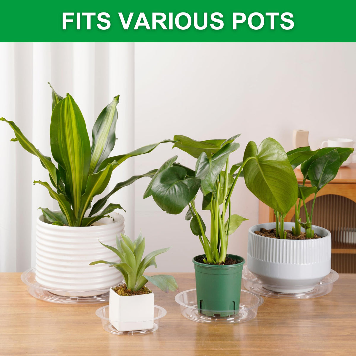CATIFLIN clear saucers 8-inch keep surfaces dry while showcasing your greenery.