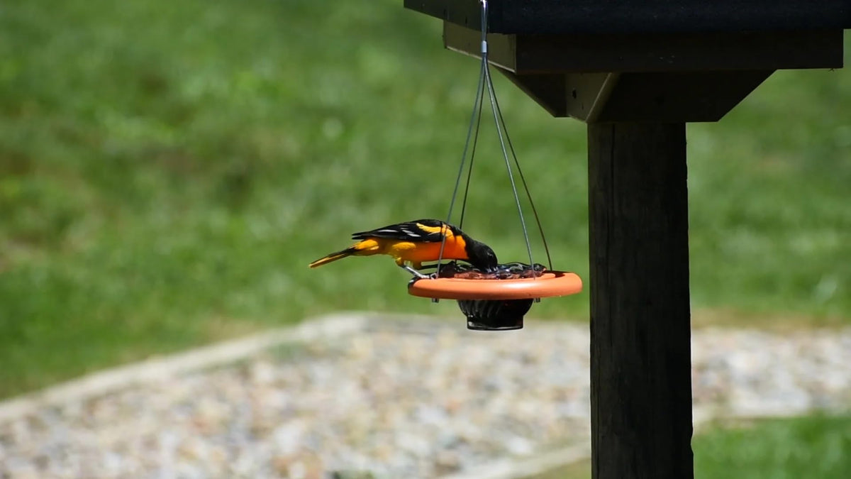 Cauff Oriole Feeder hanging design ready for porch or tree installation