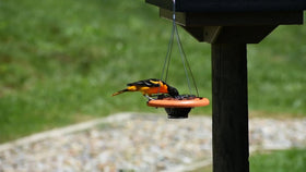 Cauff Oriole Feeder hanging design ready for porch or tree installation