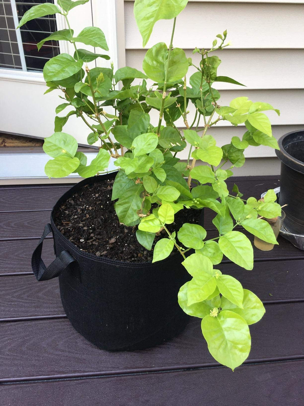 Cavisoo washable grow bags closeup communicates reuse potential and 3-year warranty.