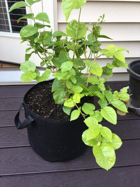 Cavisoo washable grow bags closeup communicates reuse potential and 3-year warranty.