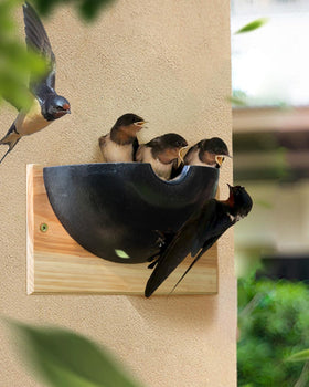 CEDAR ALPHA Swallow Nest Box large capacity supports multiple nesting events.